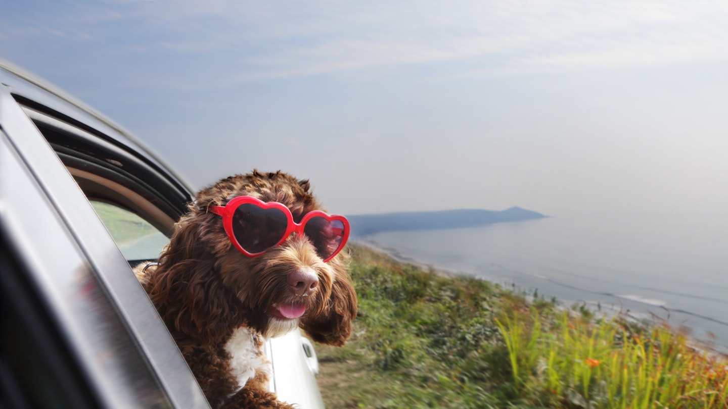 The best dog travel accessories for you and your pet - Take a Break Pets