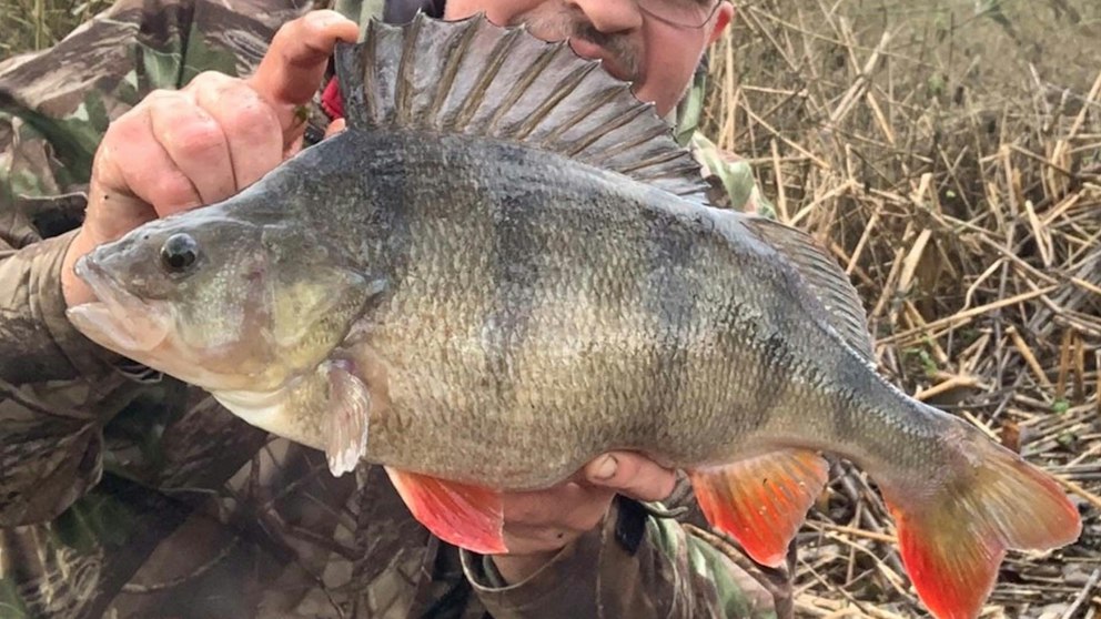 Sub Perch Two PB perch in two casts | Angling Times