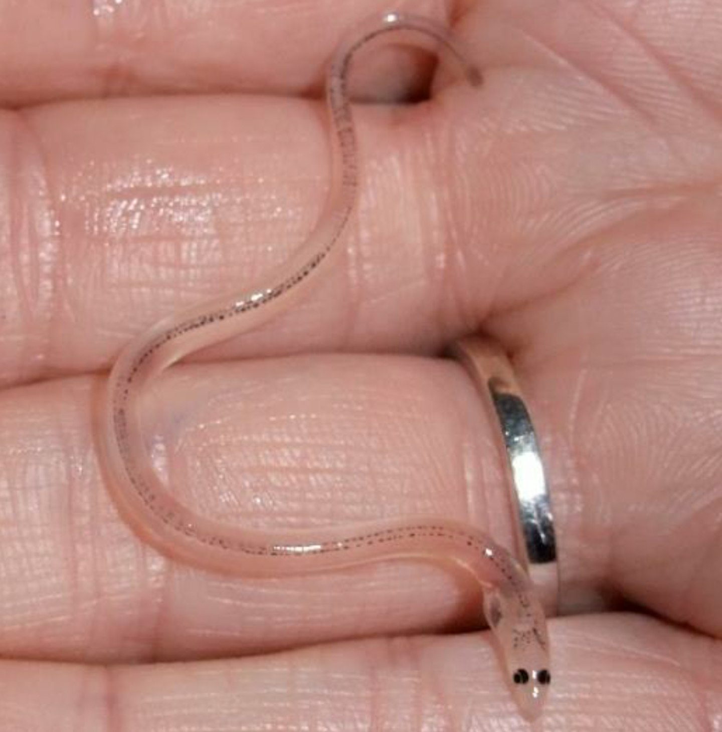 Gloucester man fined  11,000 for fishing eels illegally