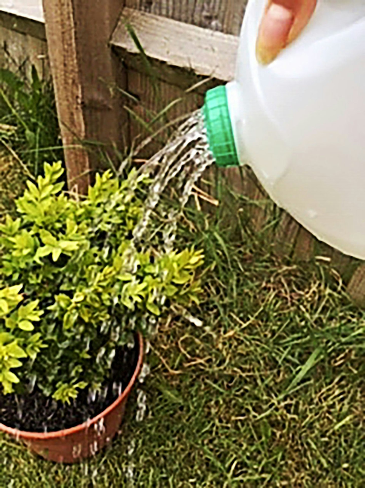 Water AID