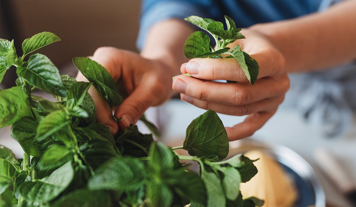 How to grow mint