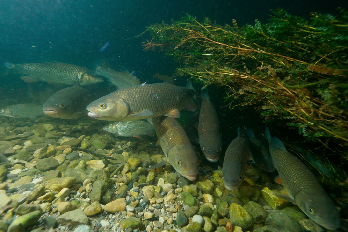 Perch, chub and pike are all likely to be positioned deep amid the branches
