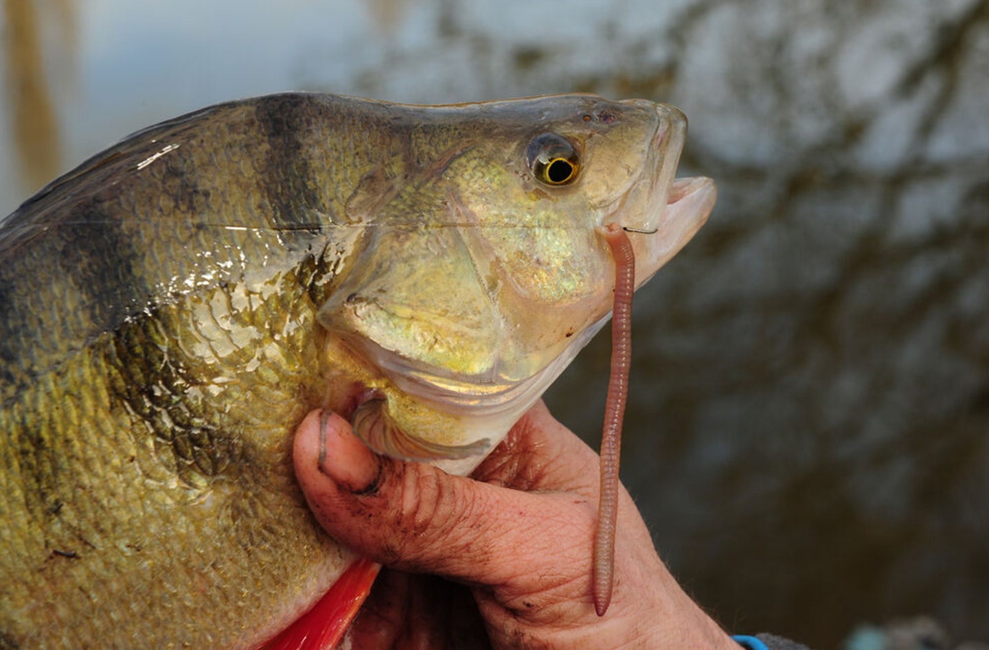 The slack formed inside the crease at the back of the obstacle is another superb holding spot for perch and pike
