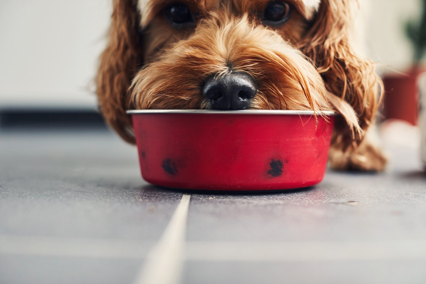 dog eating from bowl