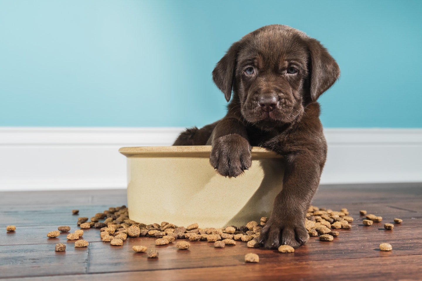 puppy in dog bowl