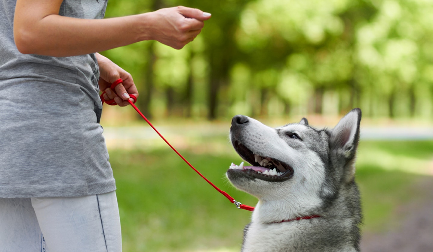 husky being trained by his owner
