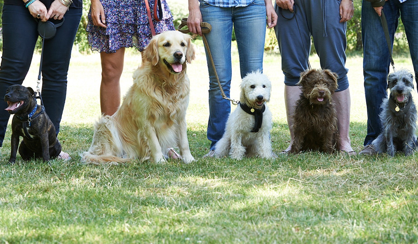 Dogs With Owners At Obedience Class 
