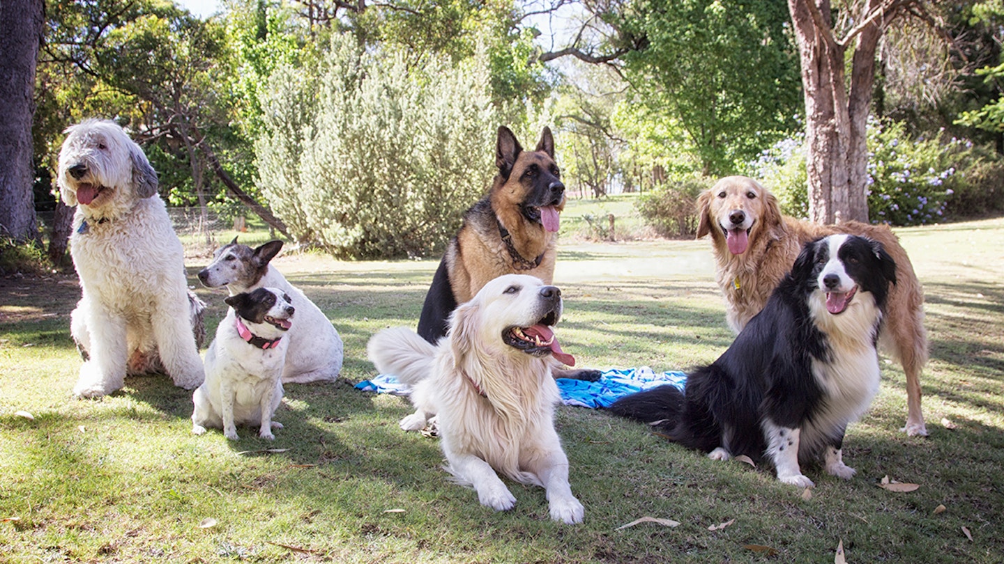 Most popular dog breeds in the UK