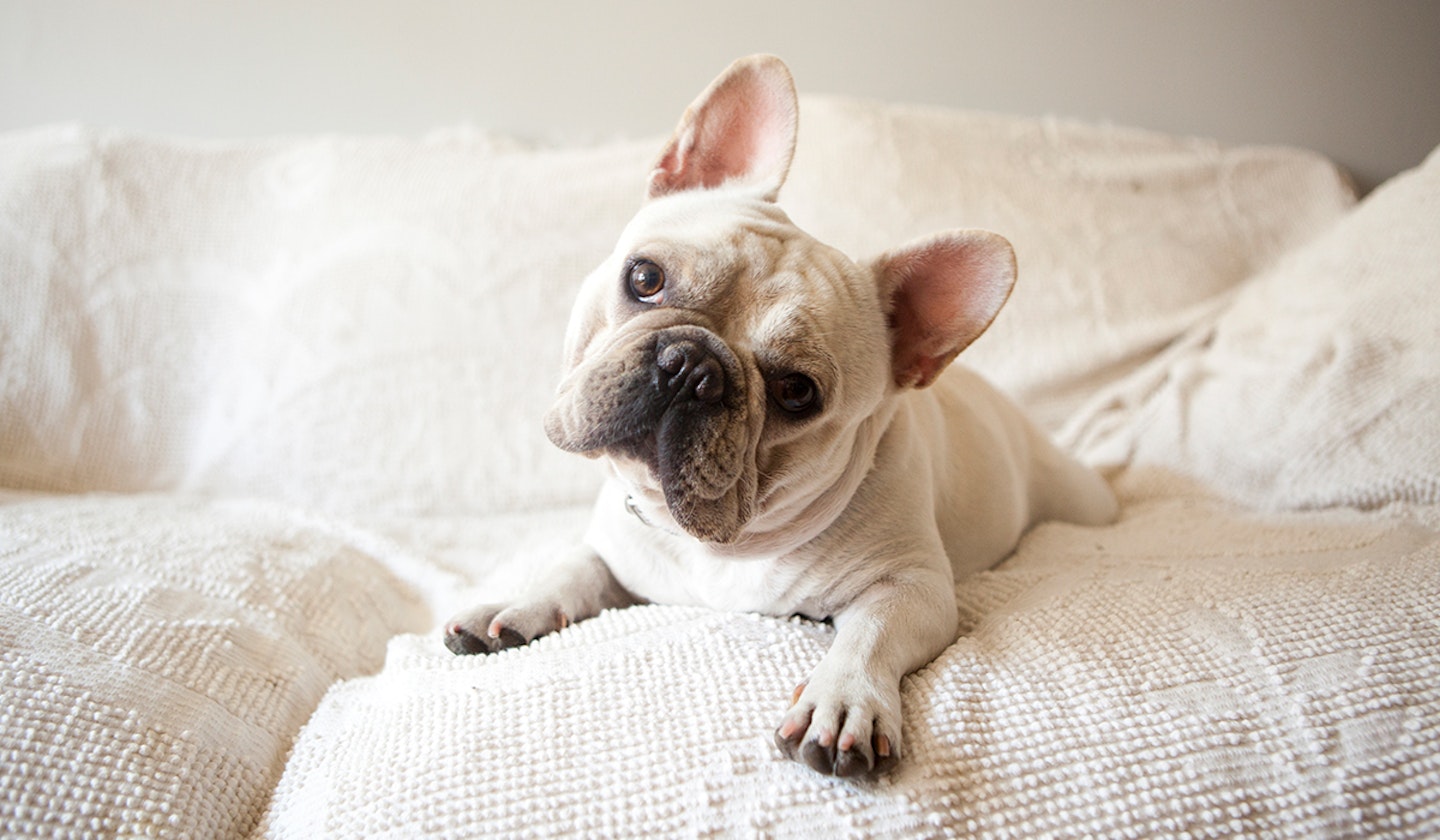 French Bulldog