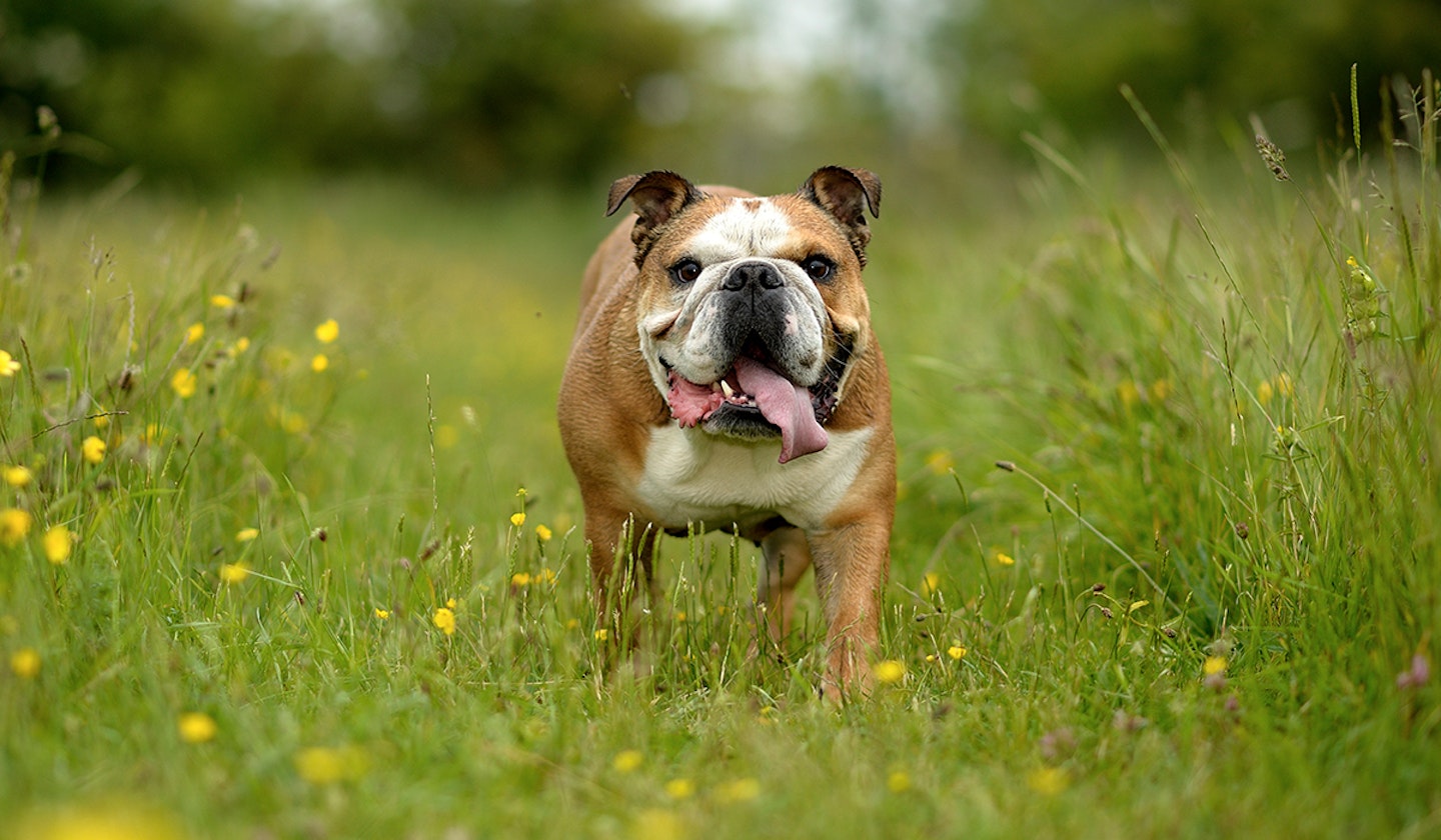 English bulldog