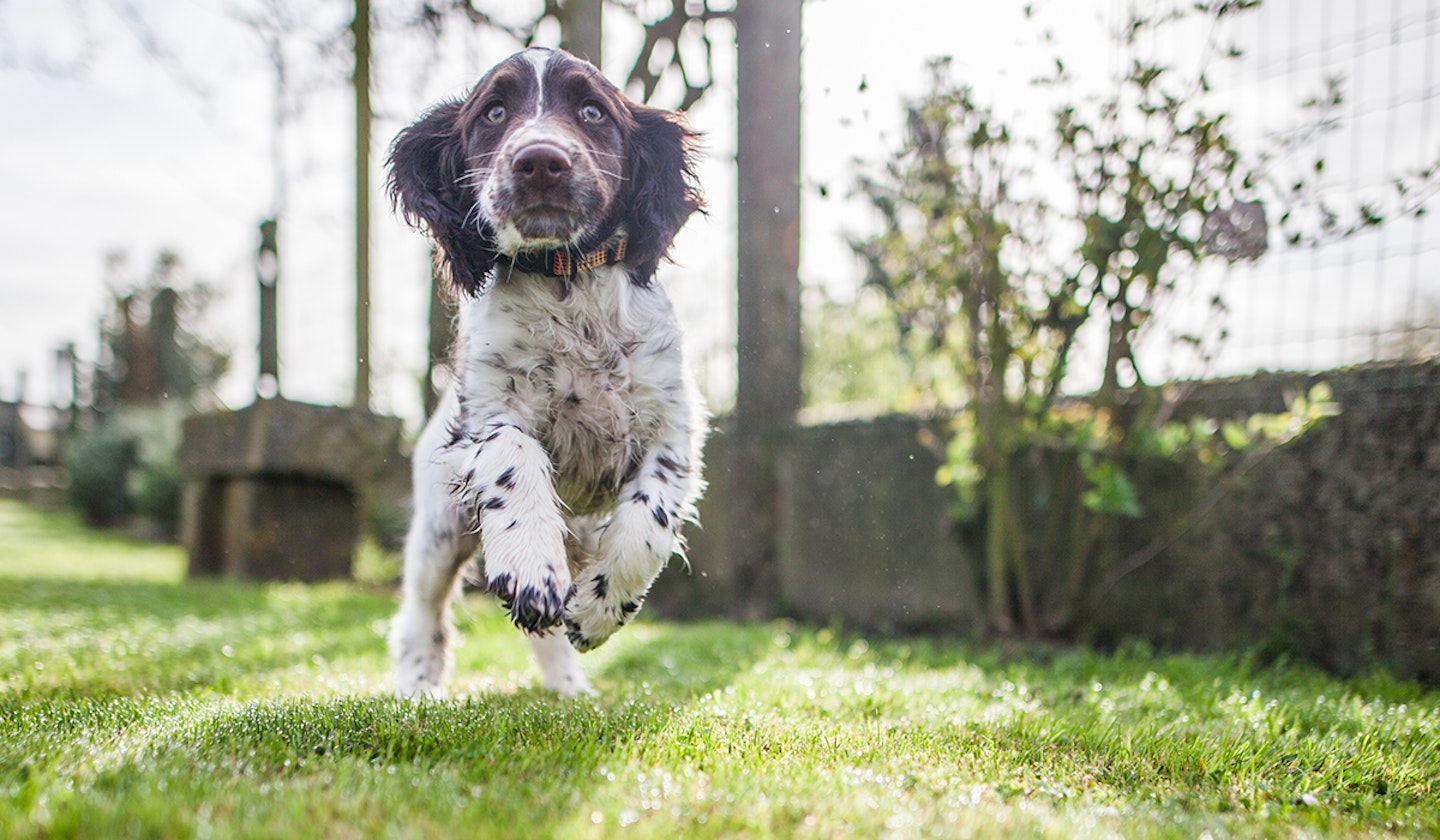Spaniel (Springer)