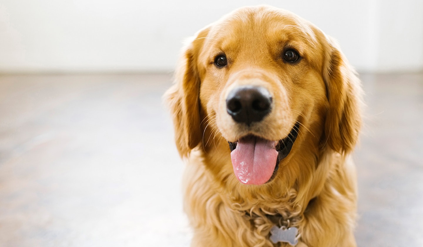 golden retriever