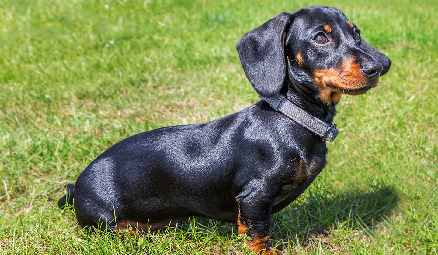 miniature Dachshund