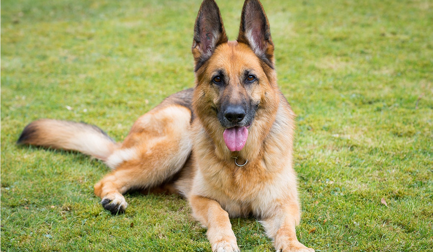 German Shepherd