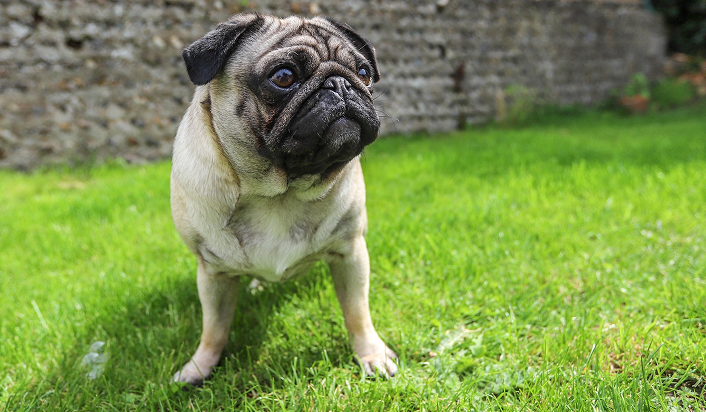 Pug