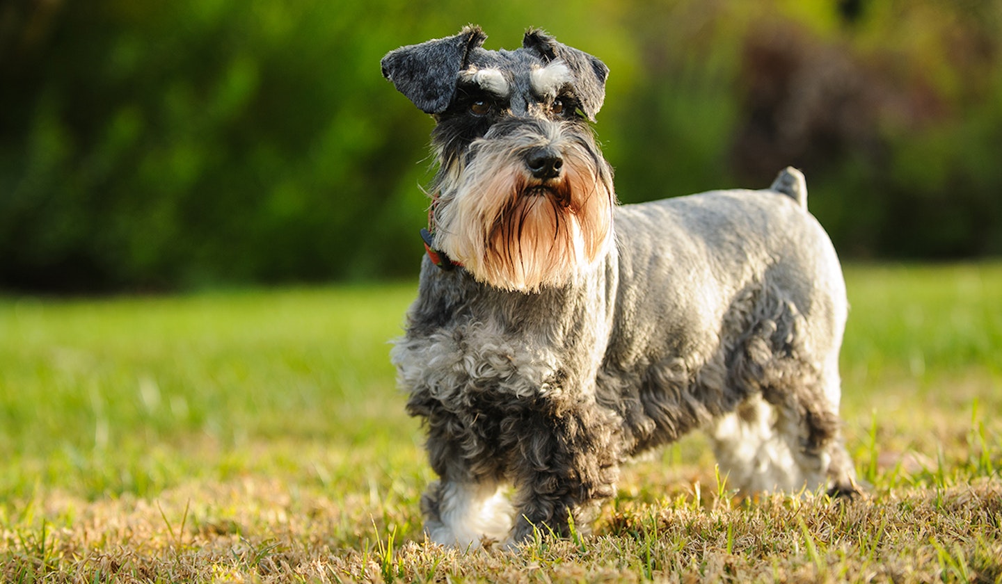 Miniature Schnauzer