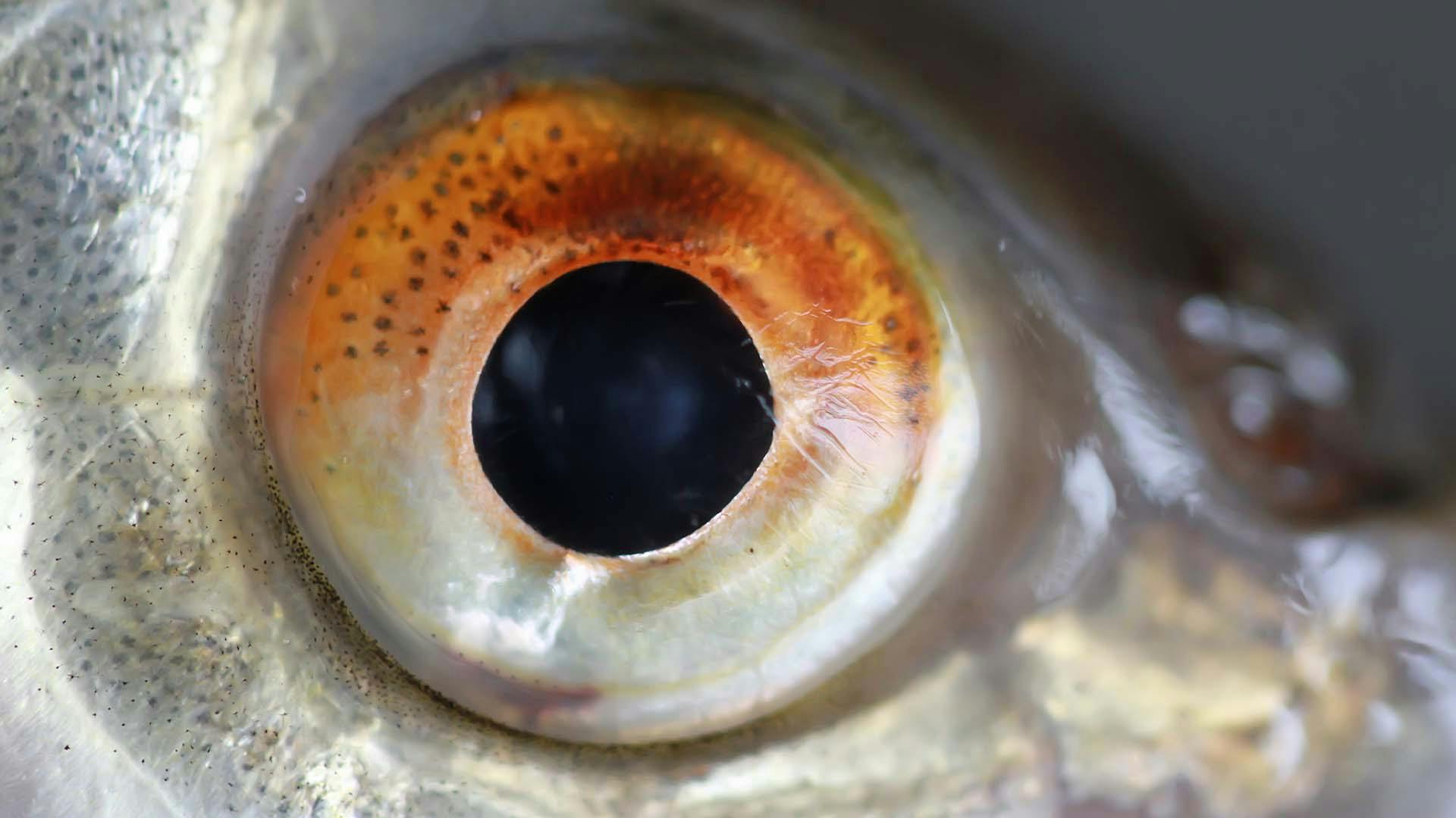 Какие глаза у рыб. Глаз рыбы. Глаза рыбки. Рыбий глаз рыба. Рыба с красивыми глазами.
