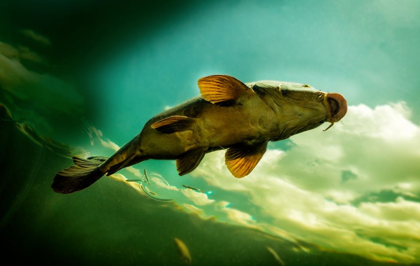 Carp move to shallow water during the spring