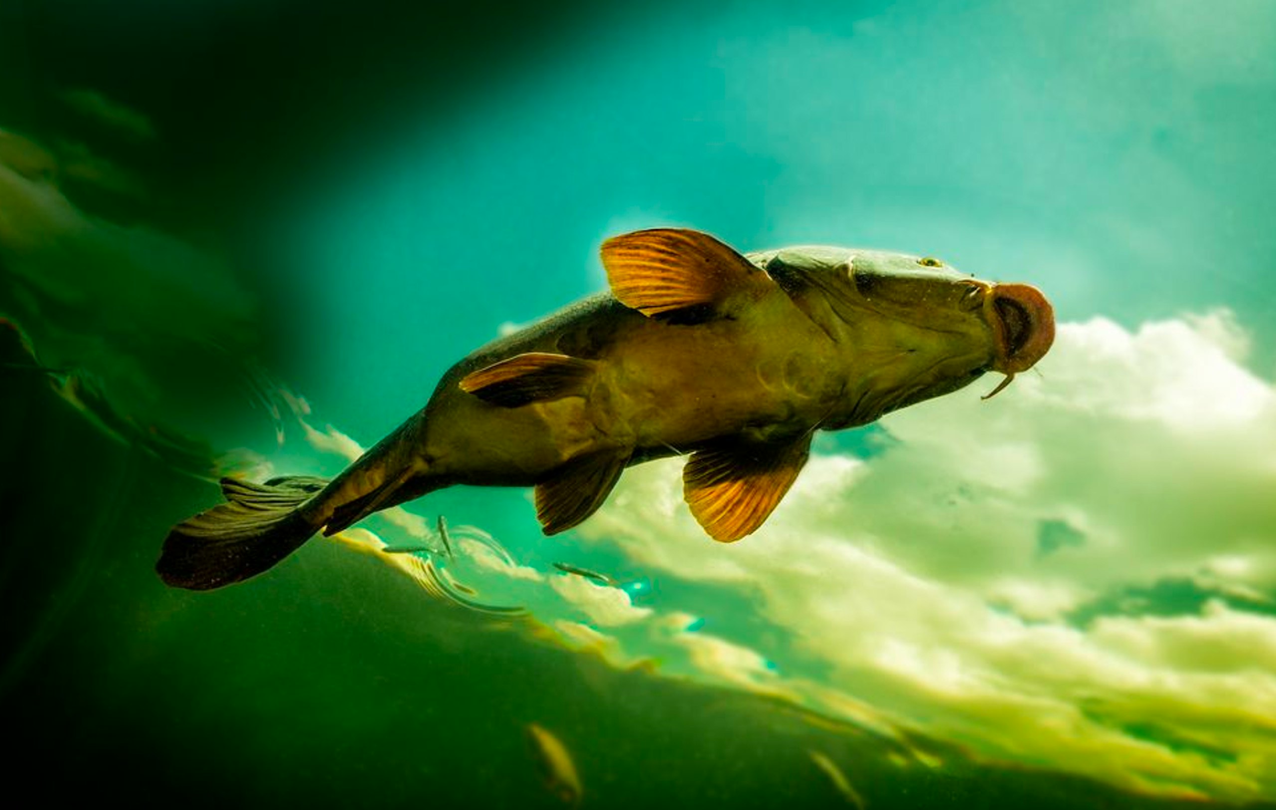Carp move to shallow water during the spring