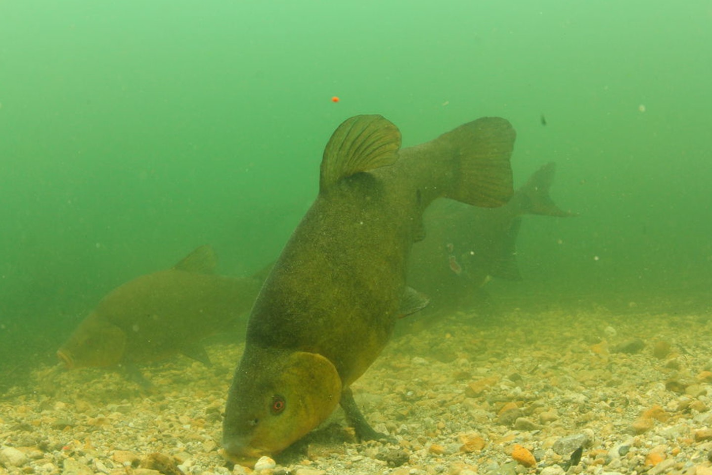 Tench spend the winter in aggregations, before moving to shallow water