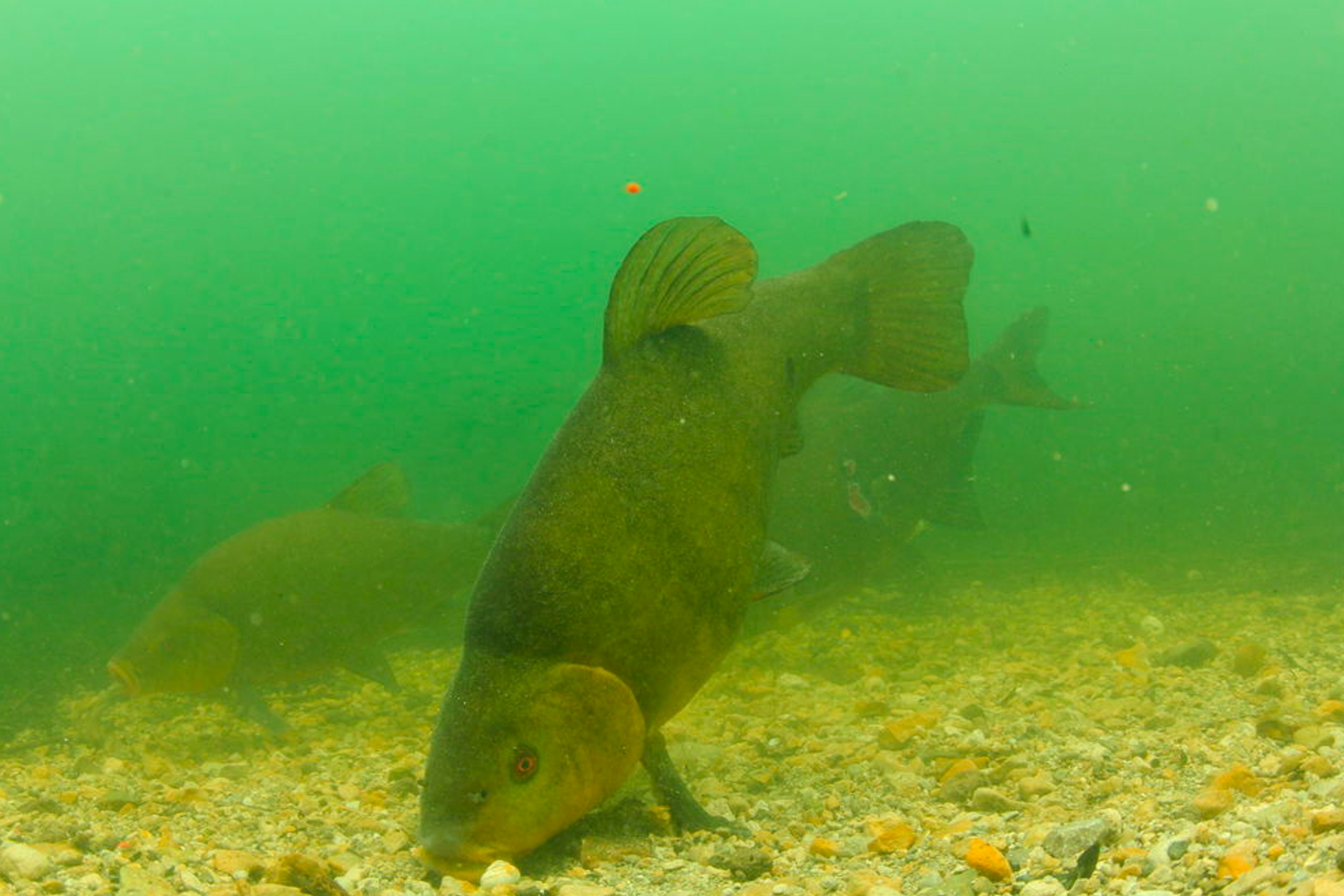 Tench spend the winter in aggregations, before moving to shallow water