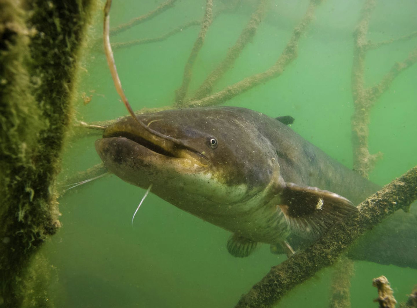 Catfish are typically nocturnal and form large aggregations at the deepest point in the middle of the lake in the winter months