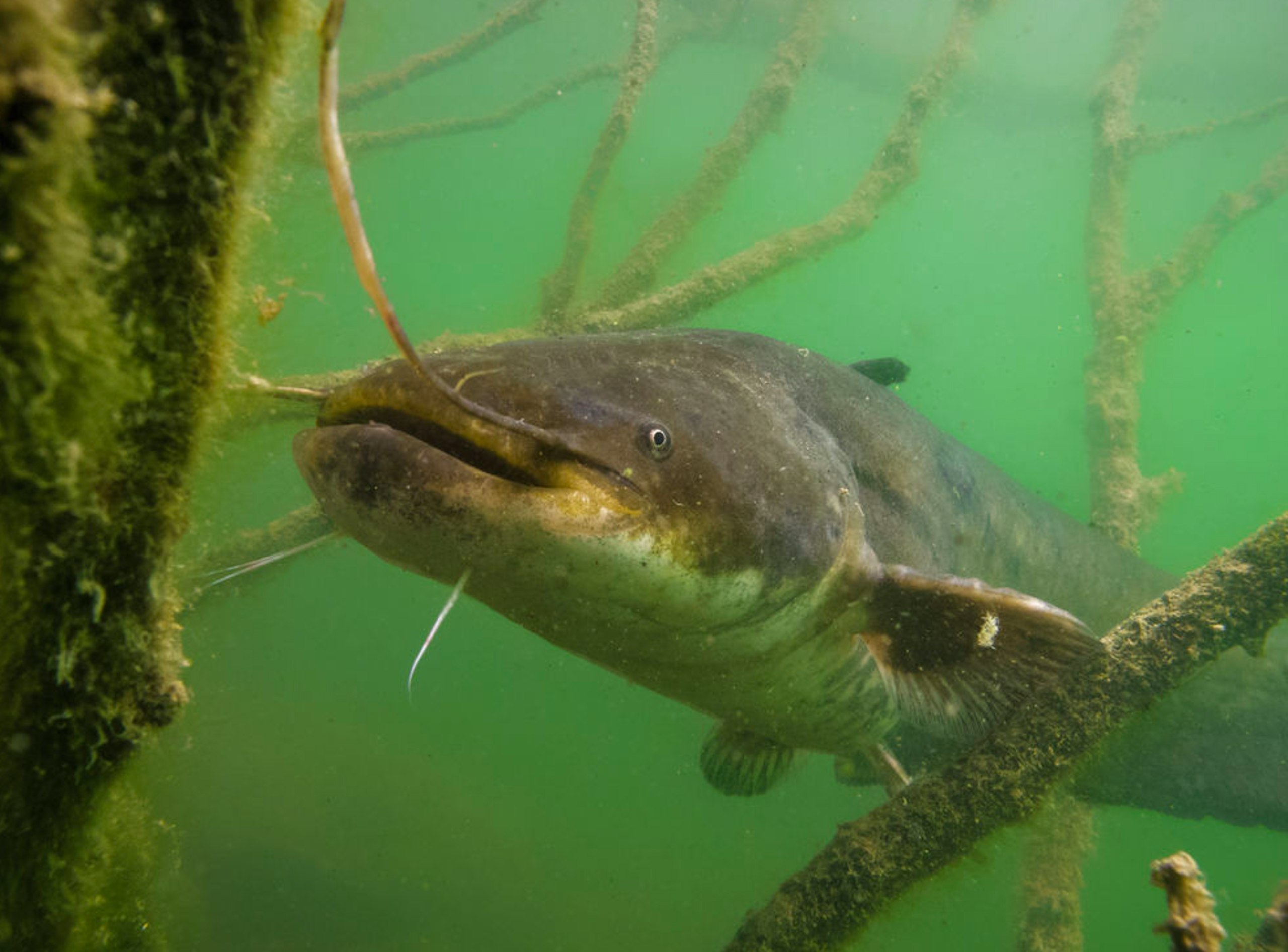 Catfish are typically nocturnal and form large aggregations at the deepest point in the middle of the lake in the winter months