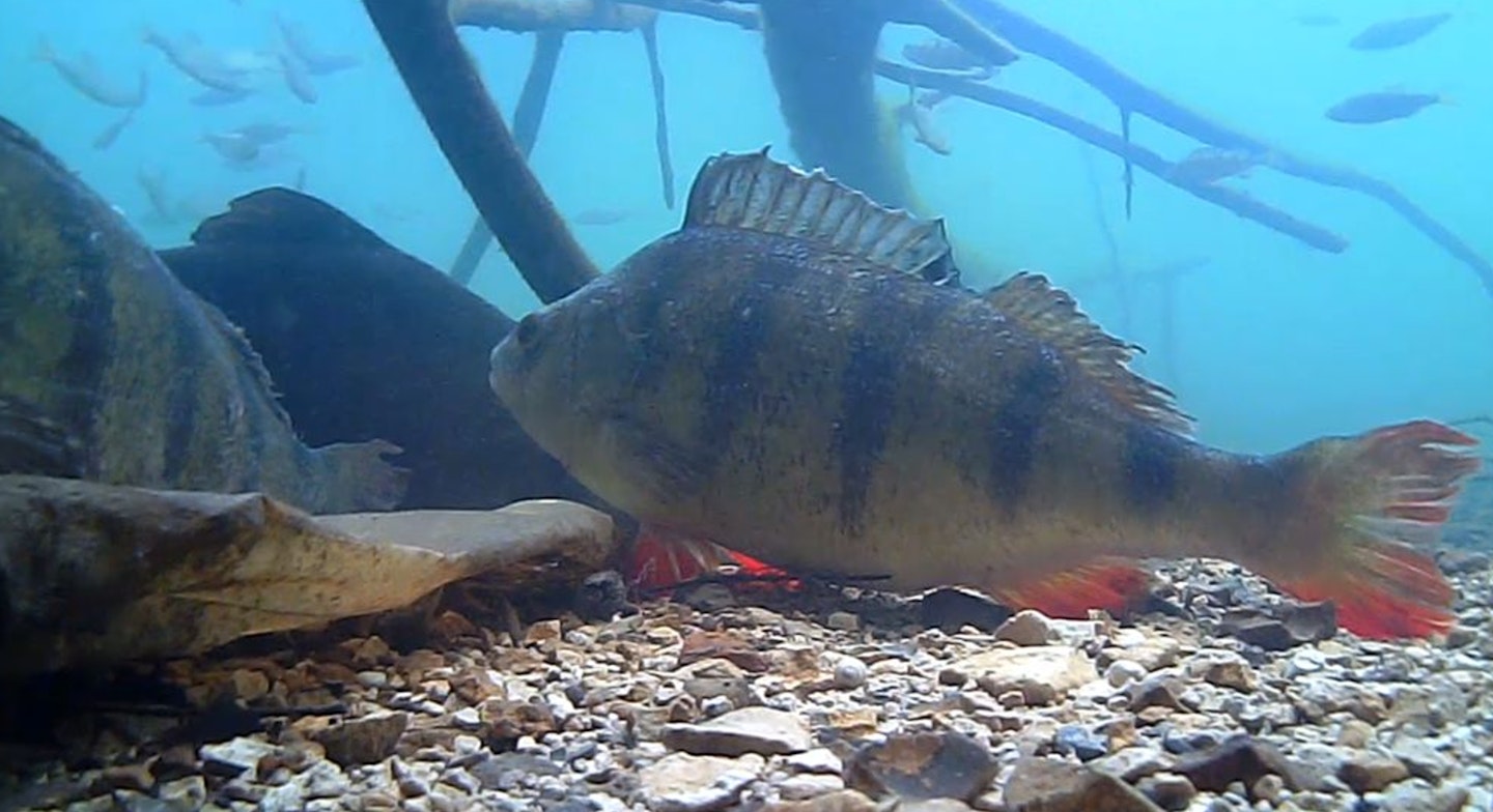 Perch are active swimmers all through the year