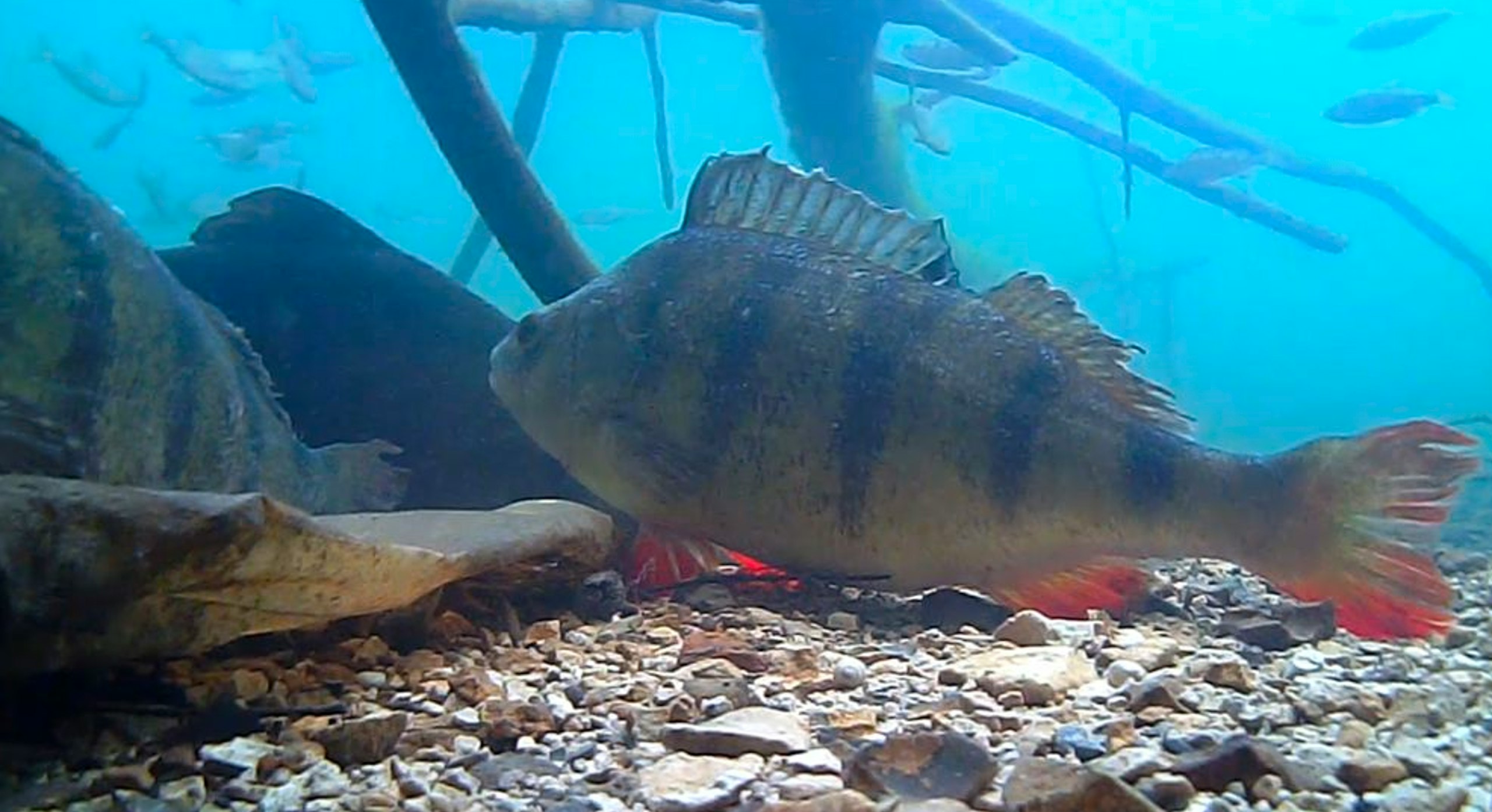 Perch are active swimmers all through the year