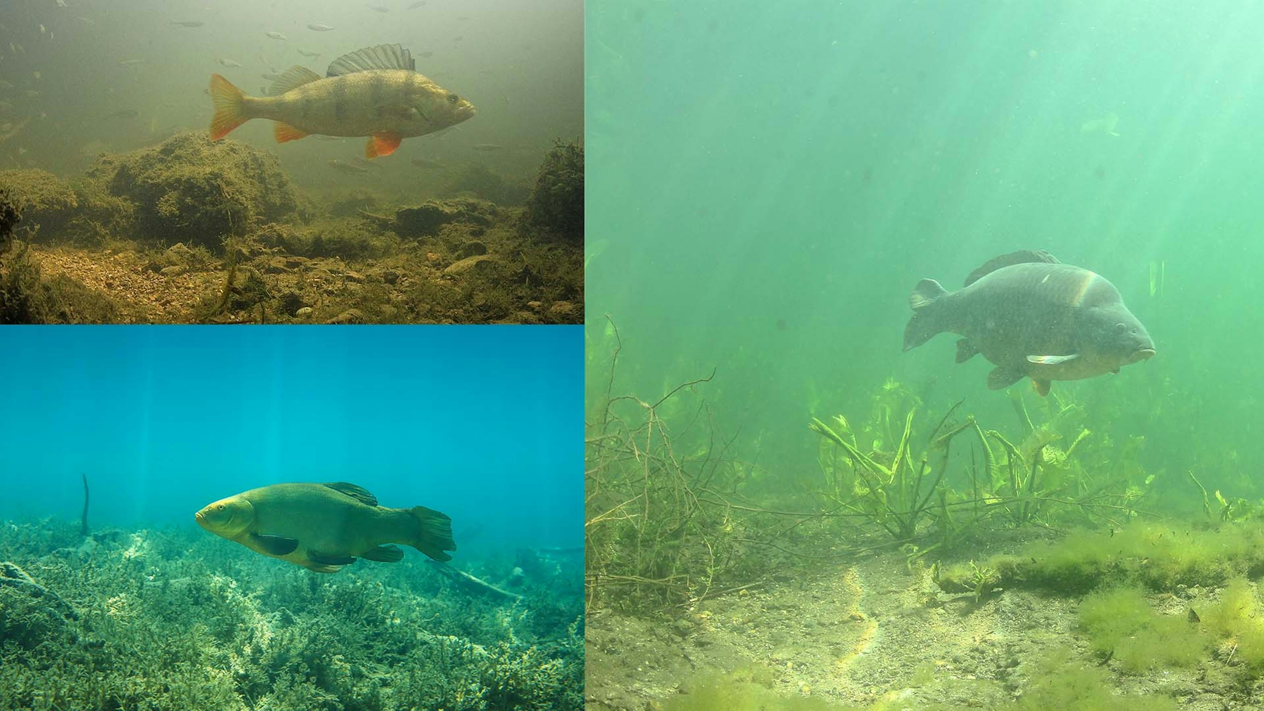 New study reveals the daily and seasonal habits of our favourite coarse fish