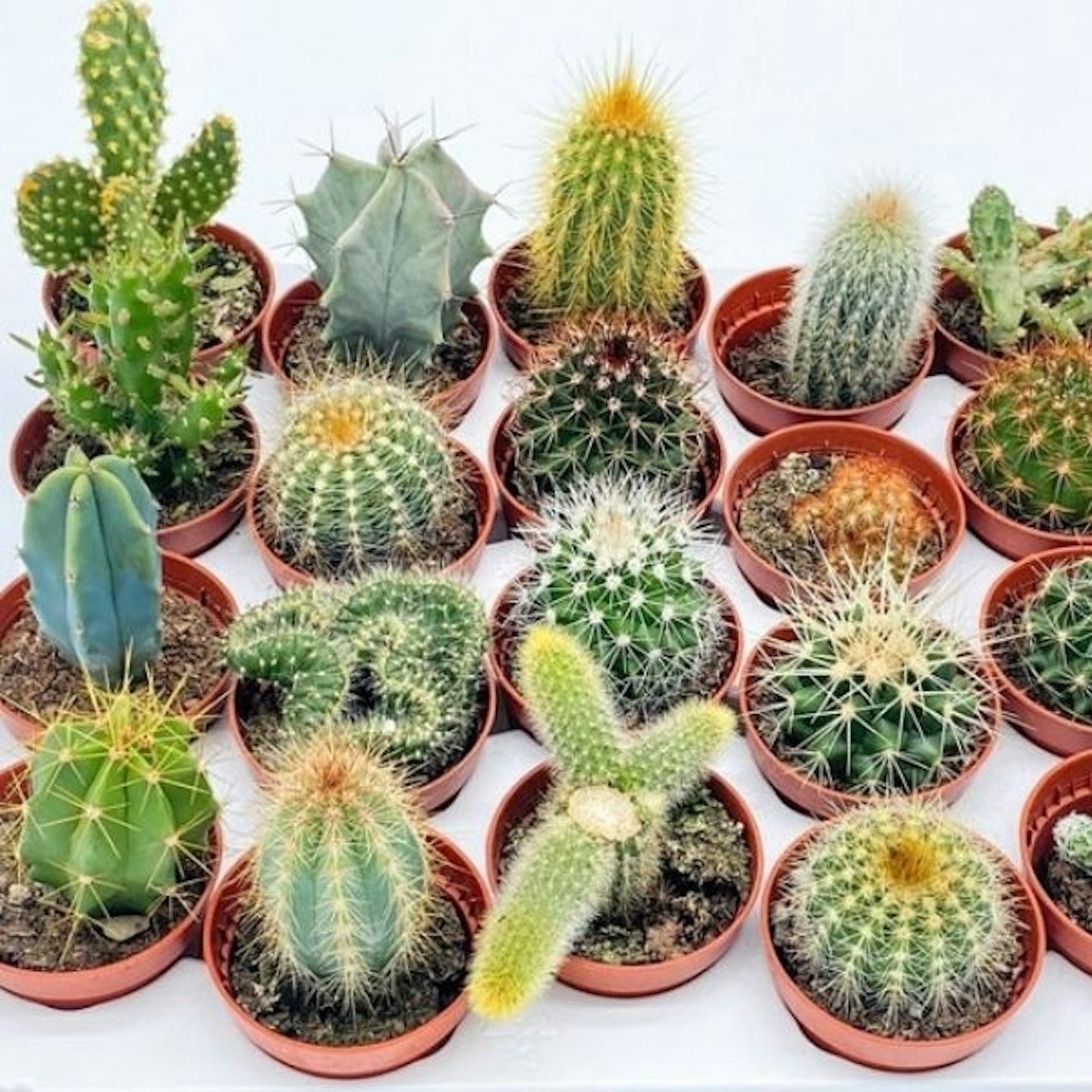 Mix of Baby Cacti Plants
