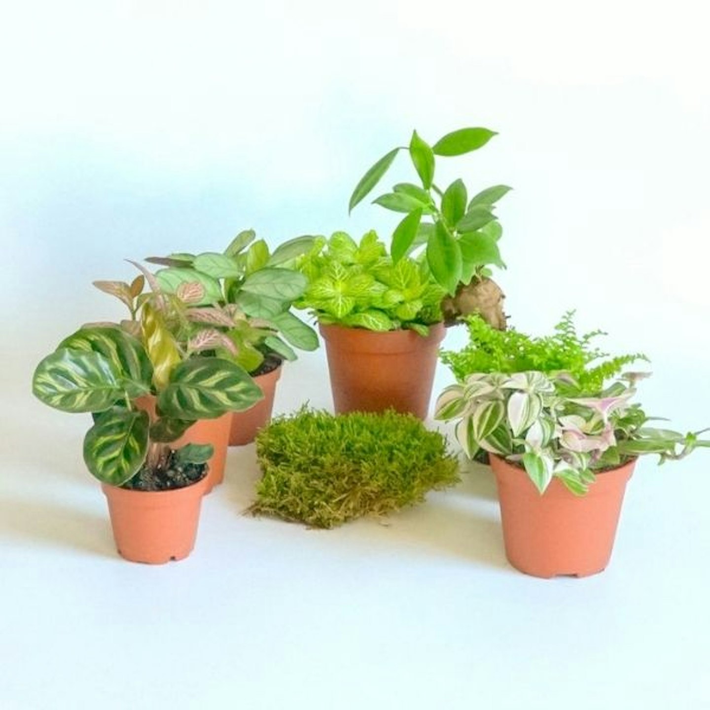 Terrarium Plants For Both Open and Closed