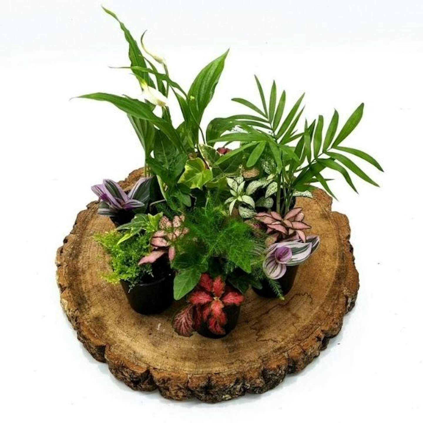 Small Mixed Terrarium Plants in 5cm Pot