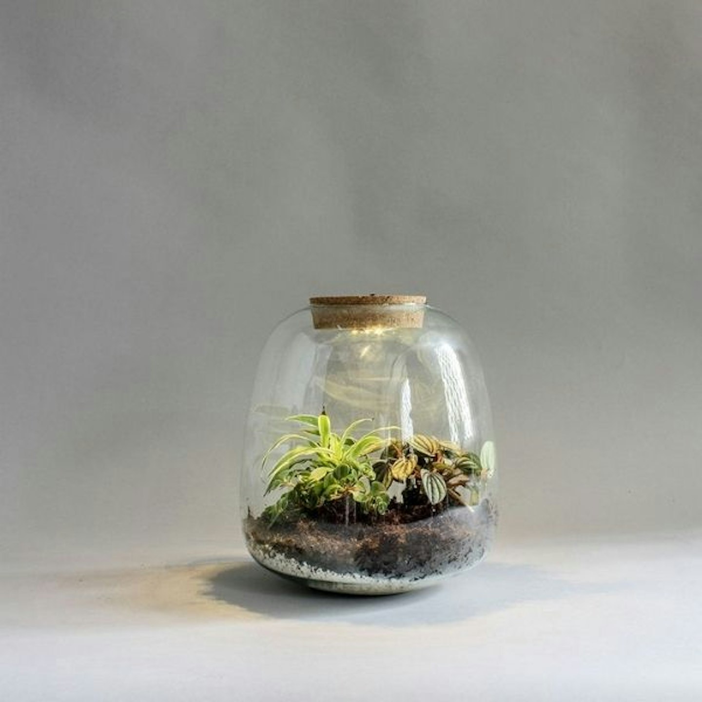 Jungle Terrarium Plant DIY Kit