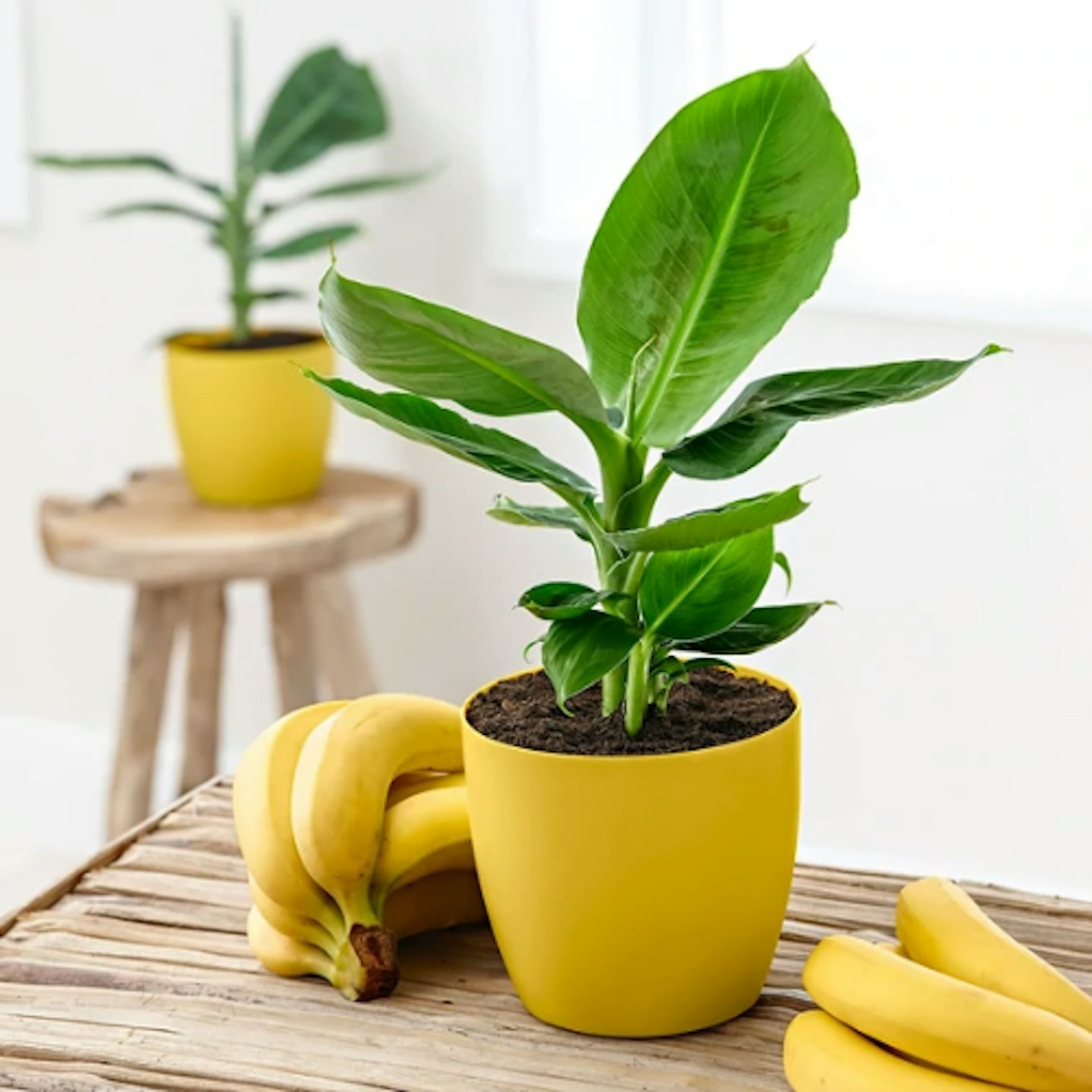 Bakker, Banana Plant Musa 'Oriental Dwarf' Including Scented Decorative Pot, £14.99
