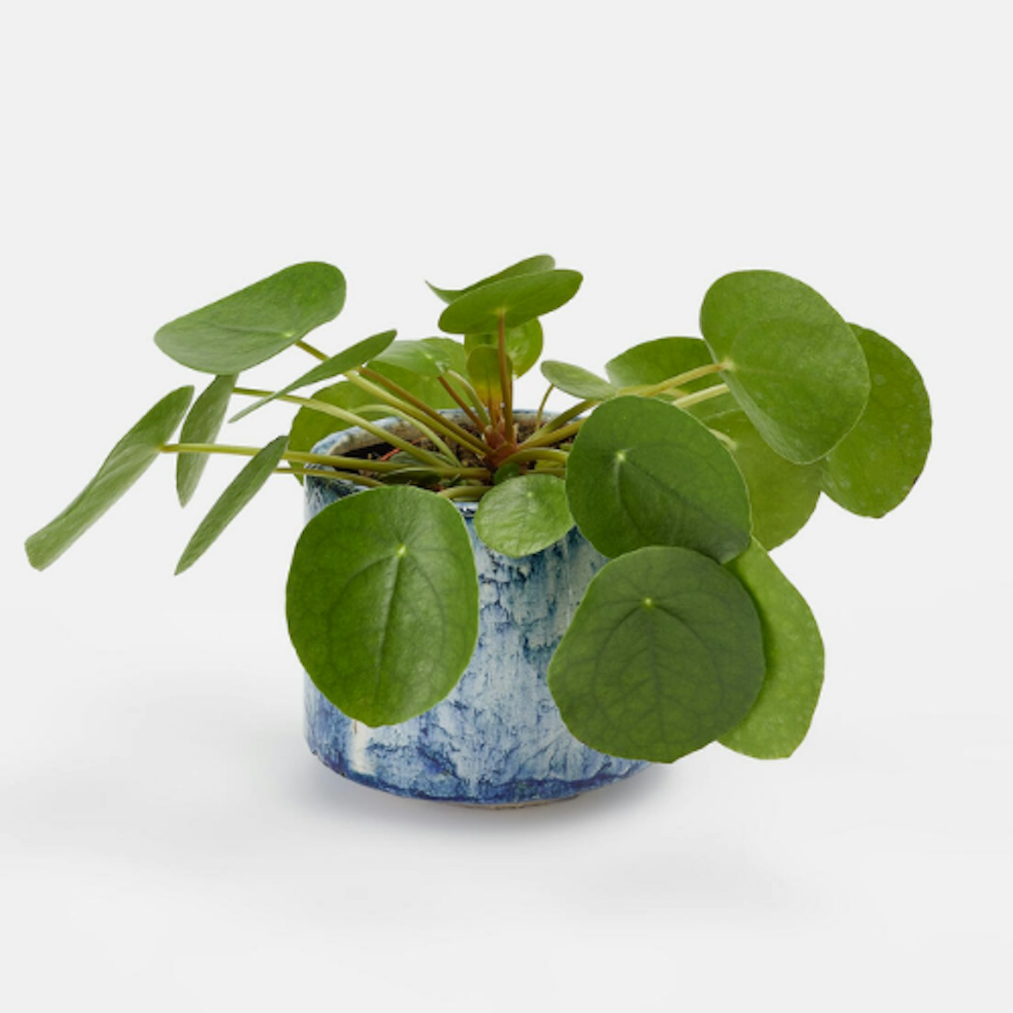 Soho Home, Chinese Money Plant & Fractured Blue Pot, £32