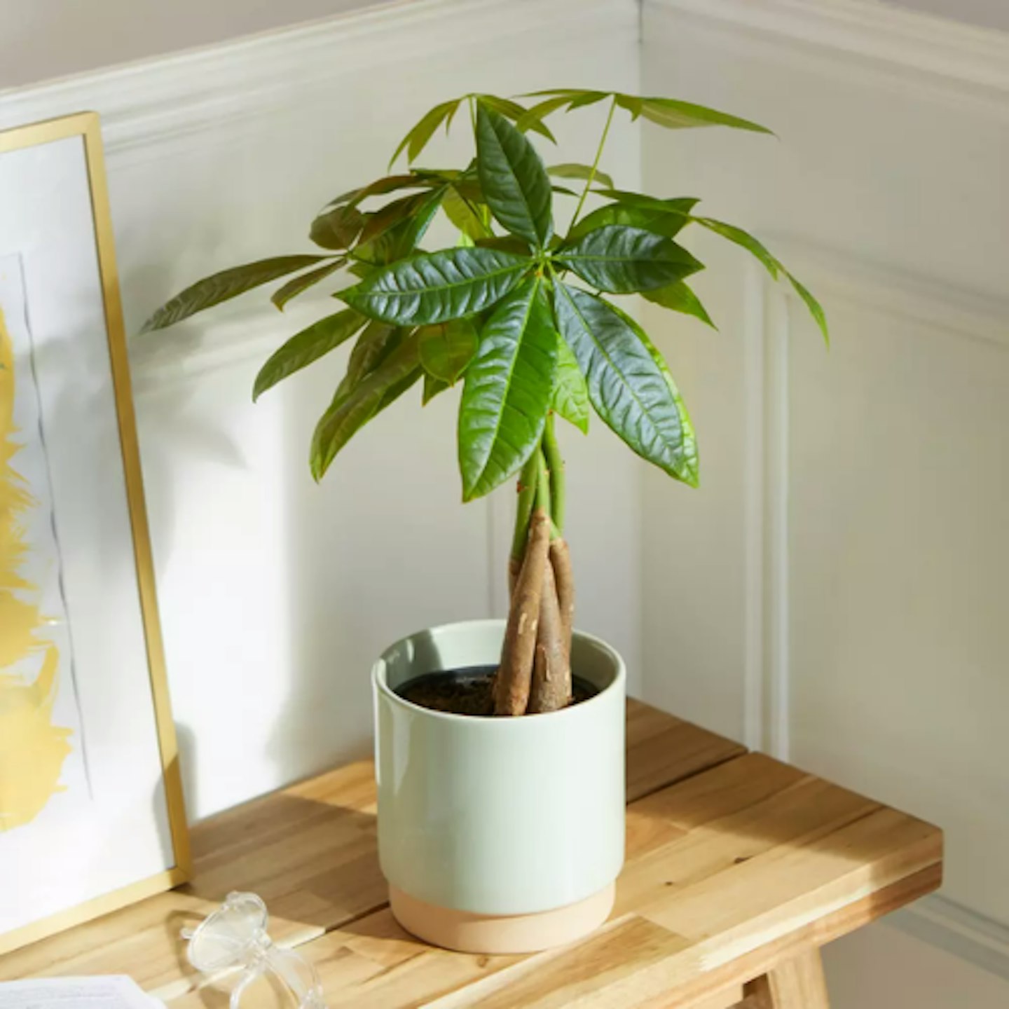 Bloom & Wild, The Pachira Money Tree, £38