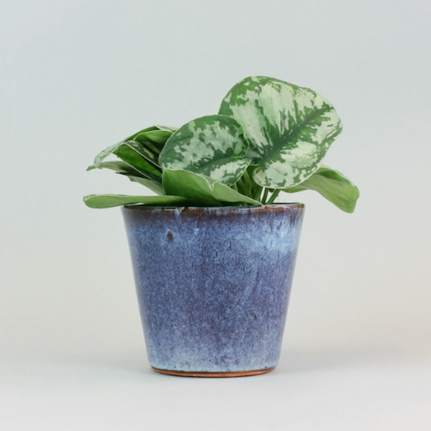 Bloombox Club, Satin Pothos. £18.99