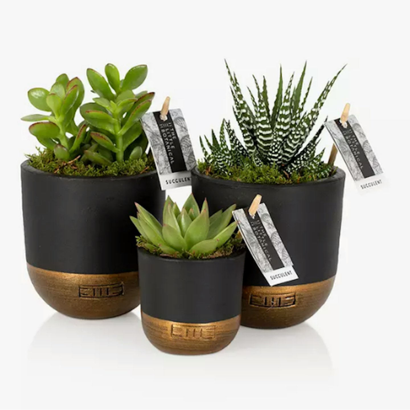 John Lewis & Partners, The Little Botanical Succulent Plant Gang, £38