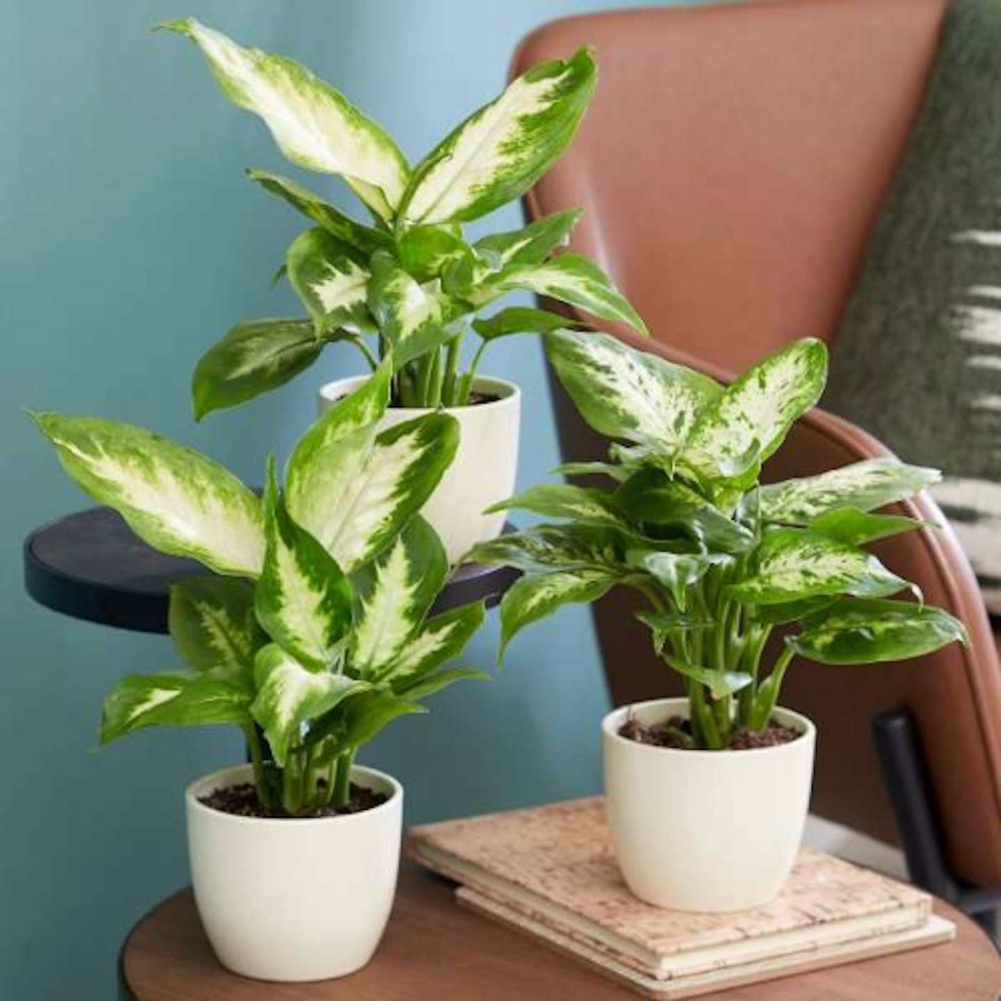 Primose, Dieffenbachia Collection, £15.99