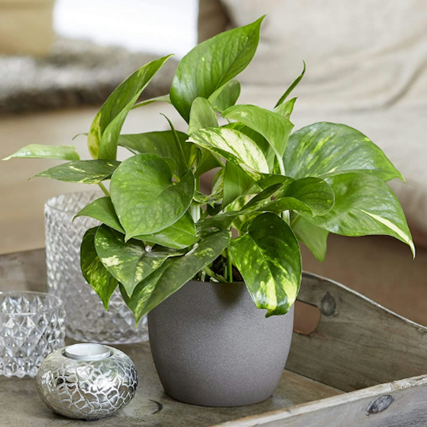 Amazon, Devil's Ivy Golden Pothos, £20.98