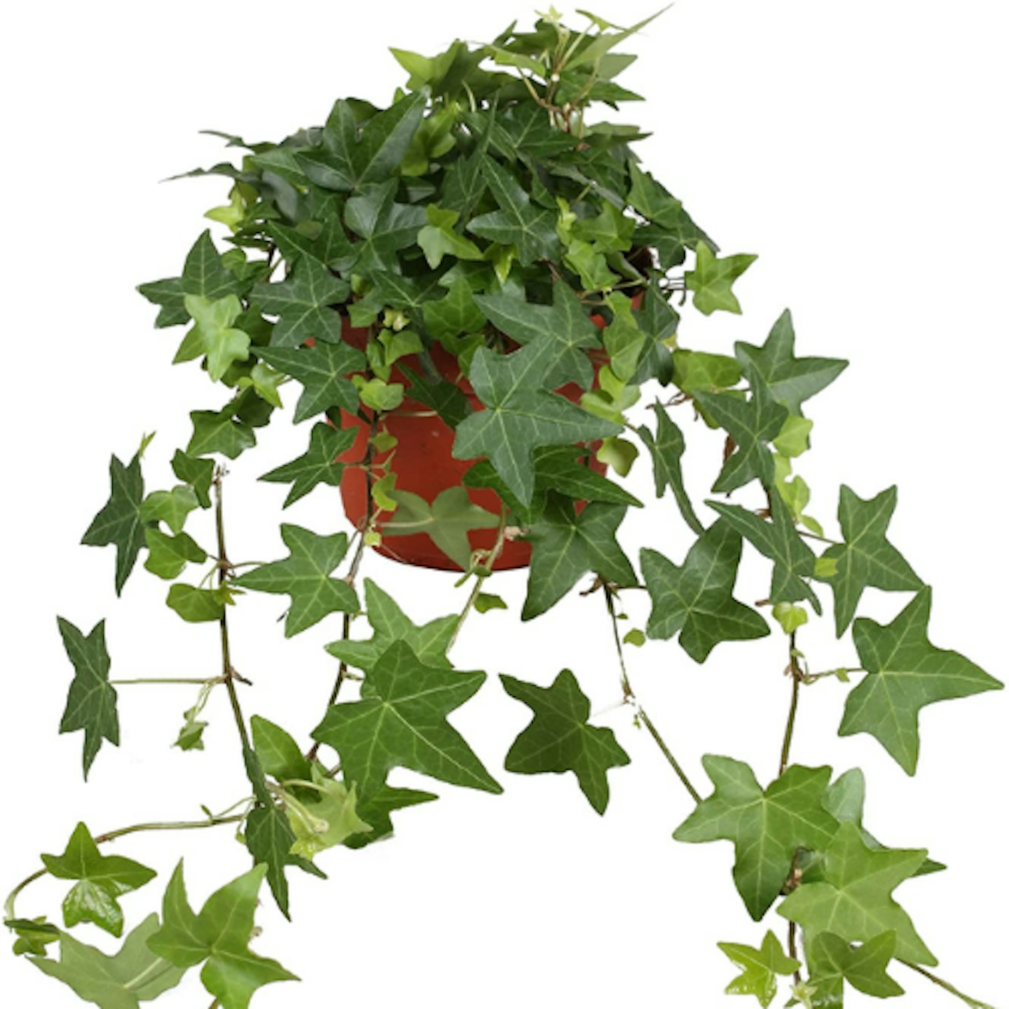 Amazon, English Ivy, £22.49