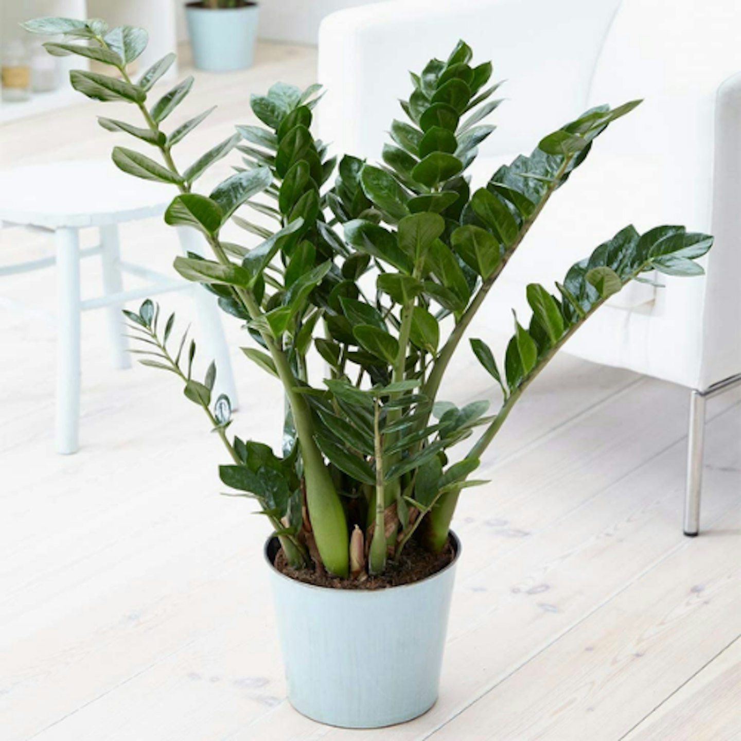 Amazon, Zamioculca Zamiifolia Indoor Plant, £12.99