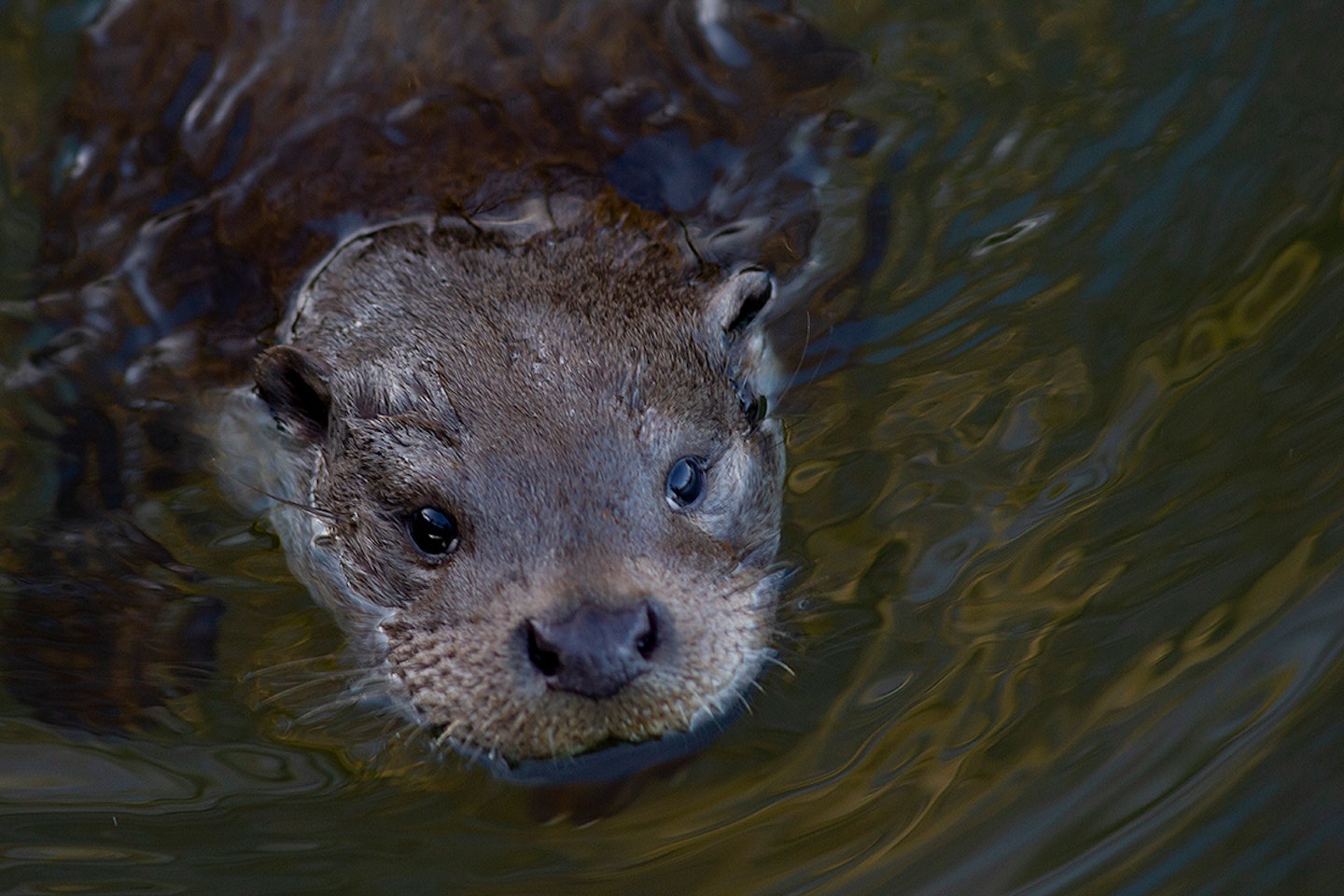 Otter