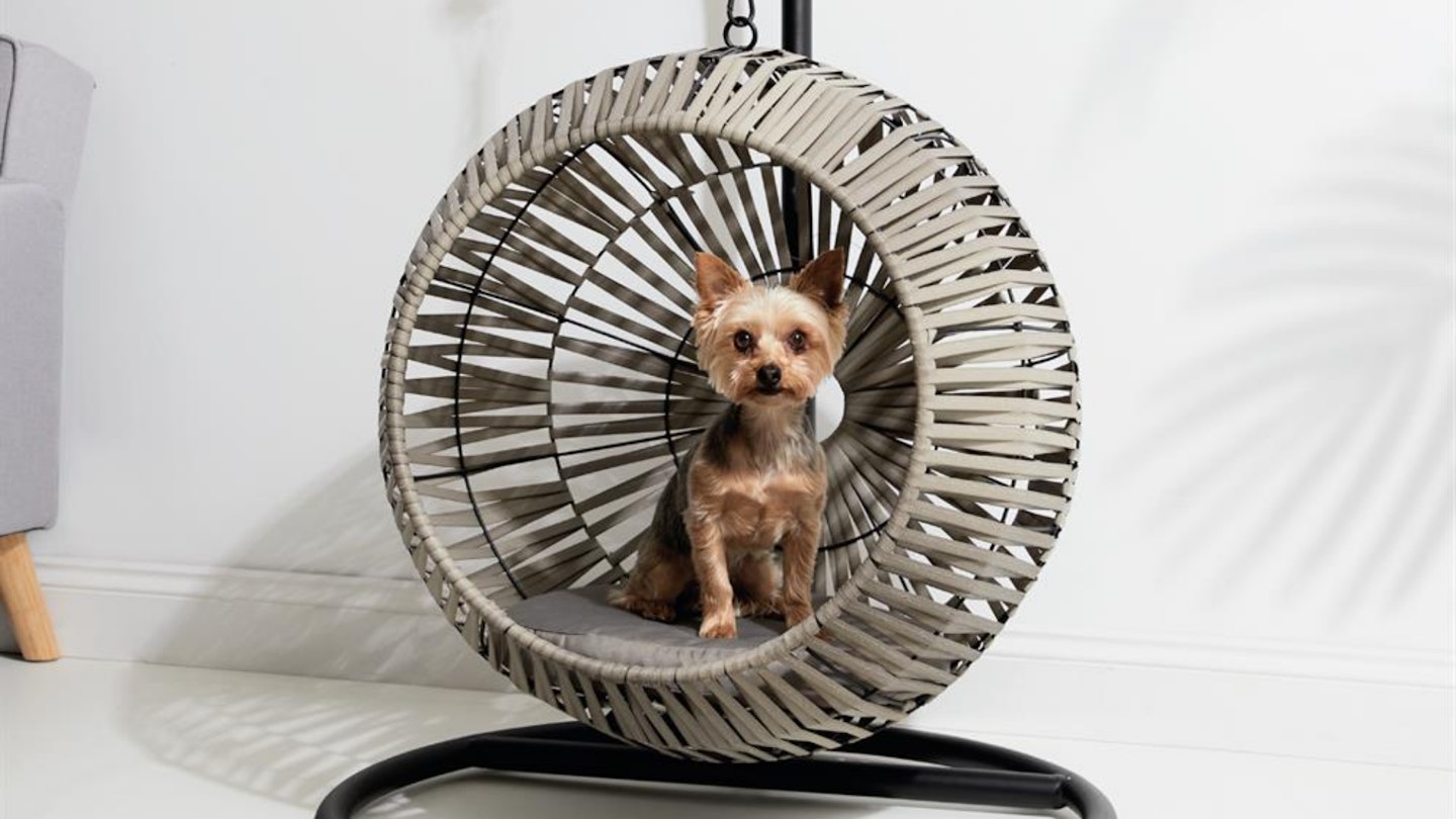 Dog sitting in an egg chair