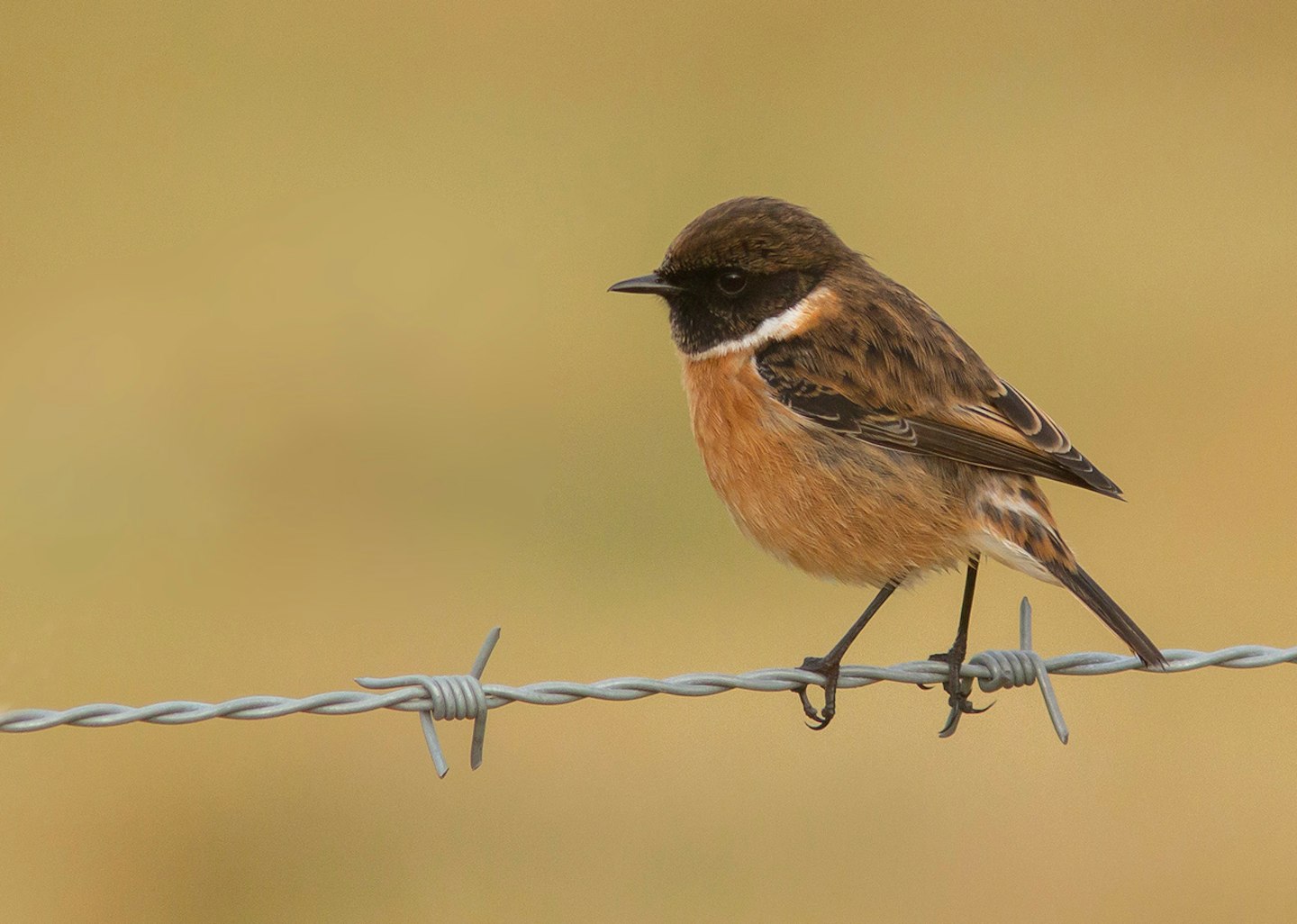 Stonechat