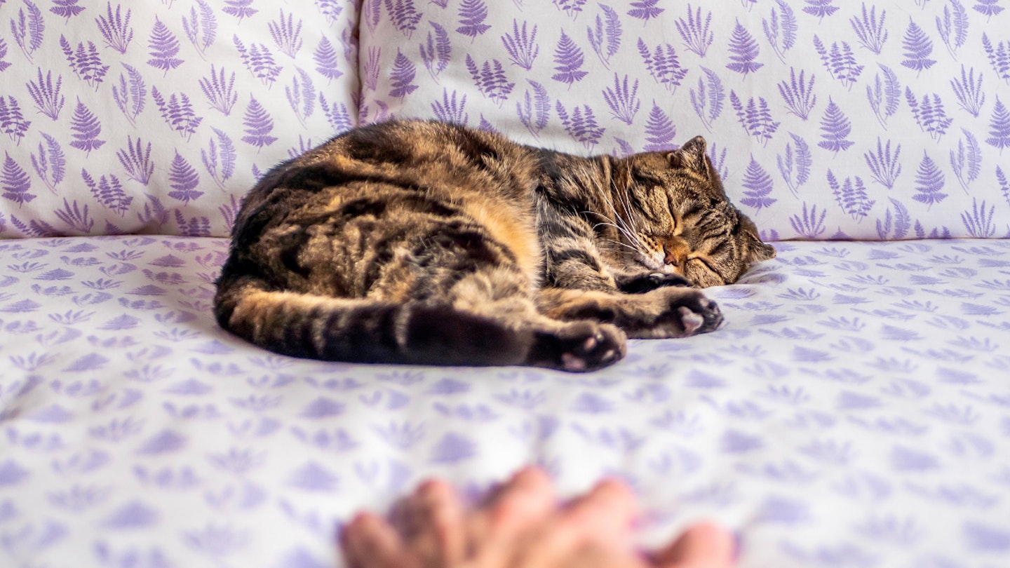 tabby cat lying on bed with hand reaching out