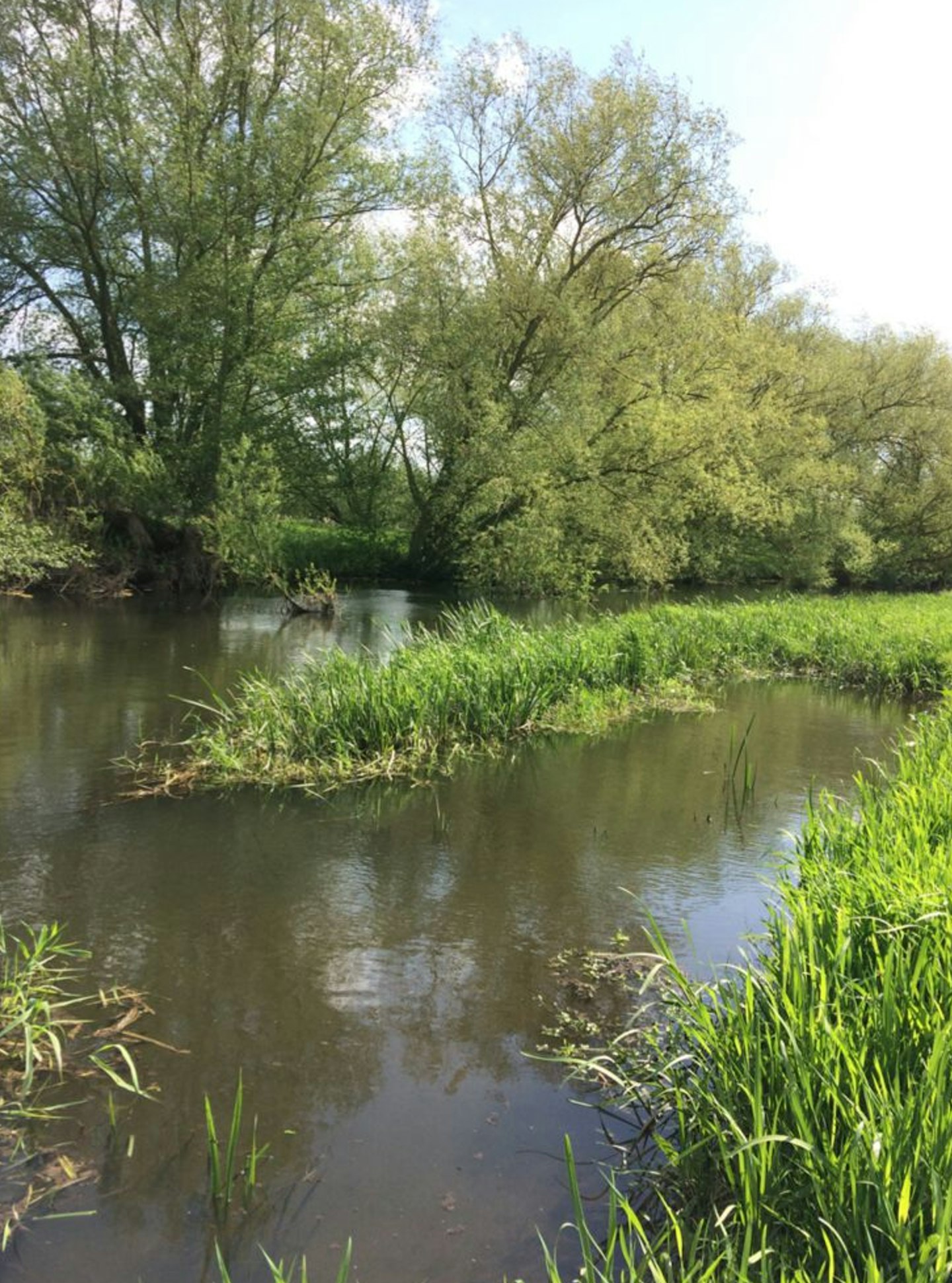 Restored river margins boost fry and bug life
