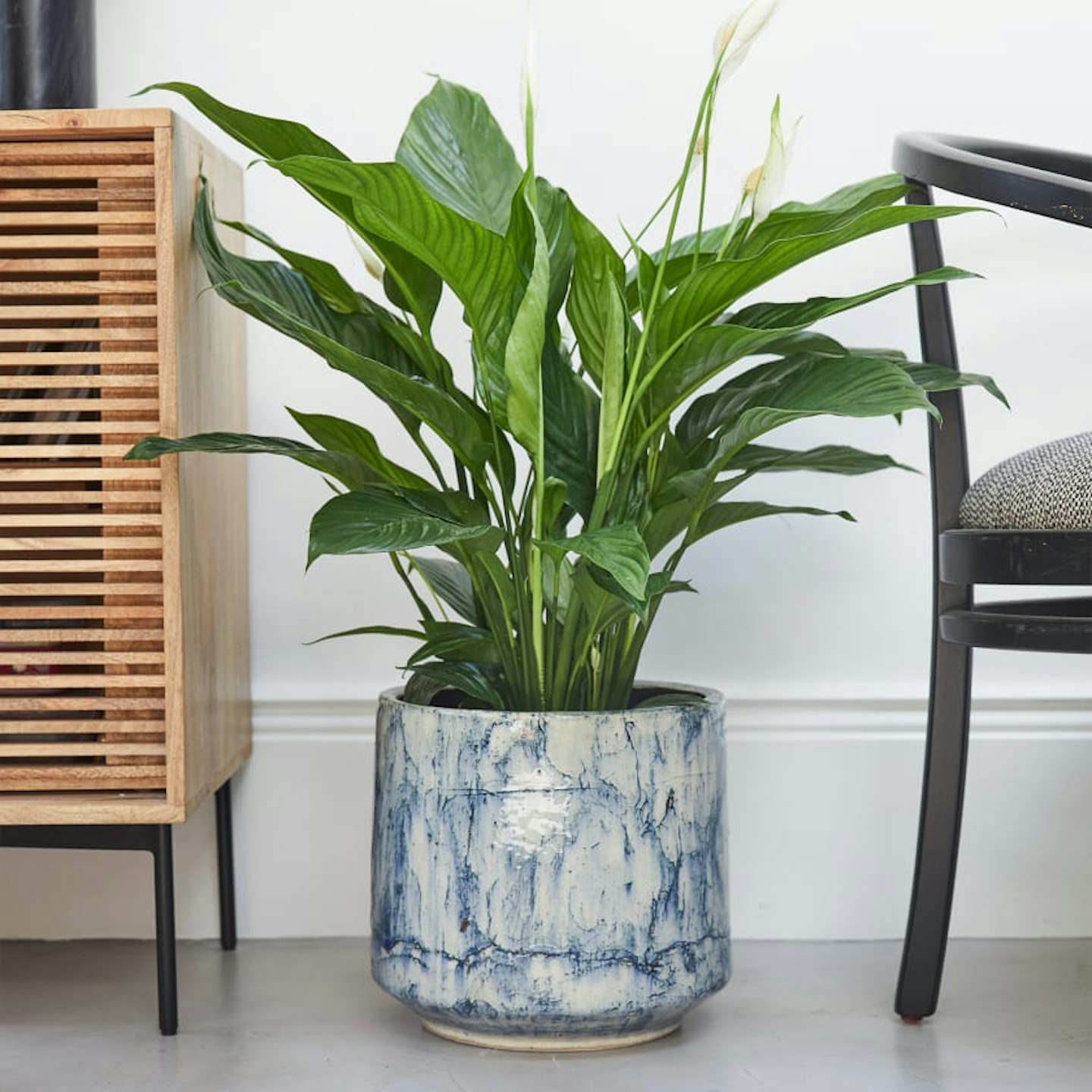 Patch Plant, Fractured pot, £75