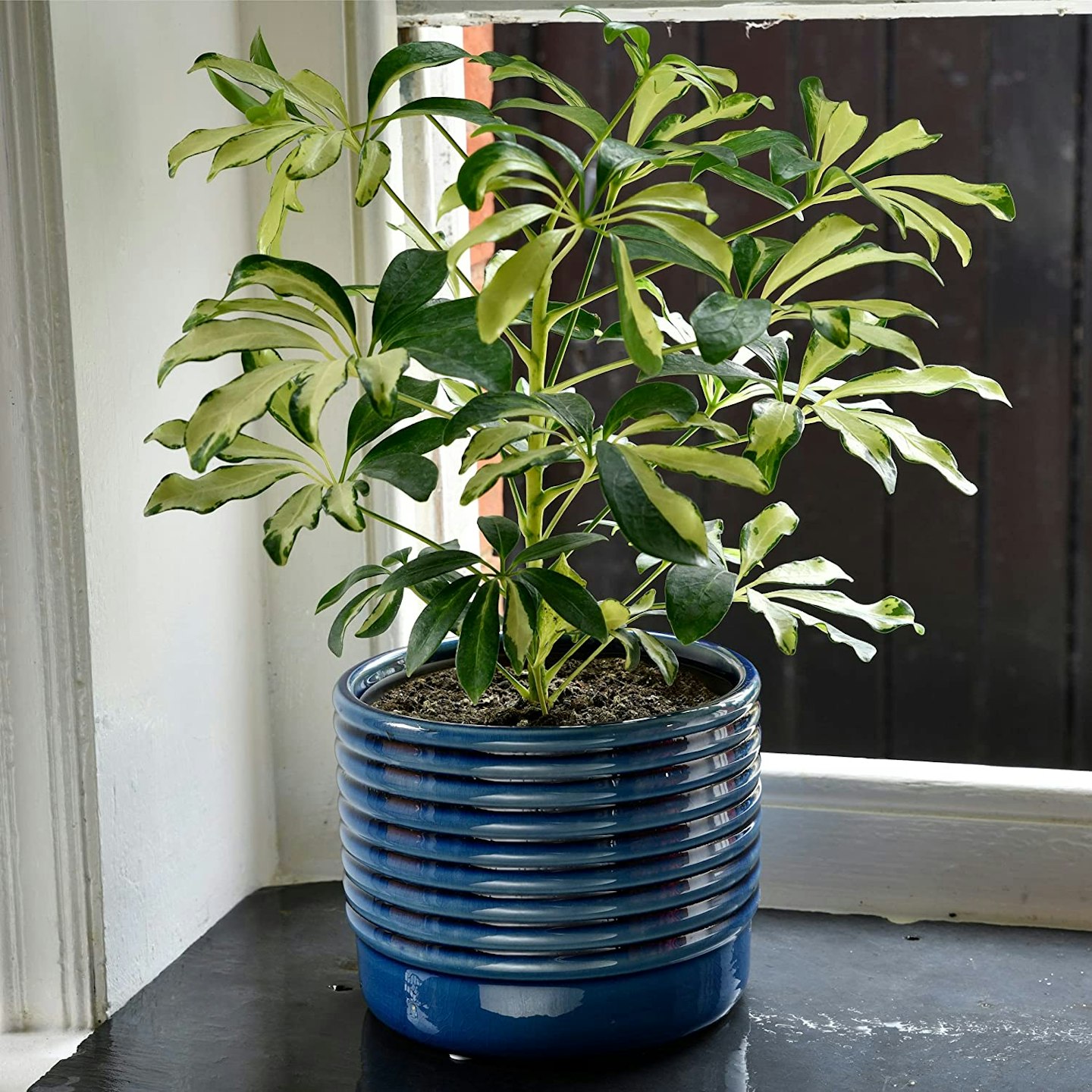 Amazon, Burgon & Ball Oslo Large Blue Glazed Pot, £19.99